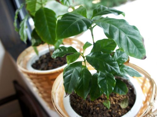 キャラバンサライがコーヒーの木の育て方についてお答えいたします
