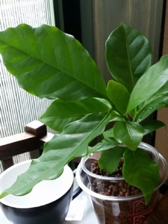 キャラバンサライがコーヒーの木の育て方についてお答えいたします